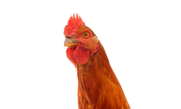 istock head of rooster chicken 1008027572