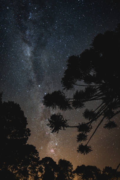 Starry sky with araucaria and milky way stock photo