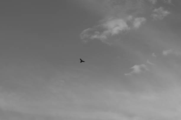 istock A bird on the sky black and white 1008027758