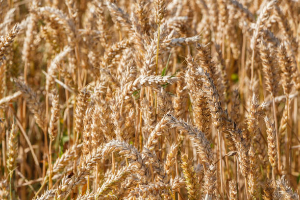 istock Field of barley 1008034930