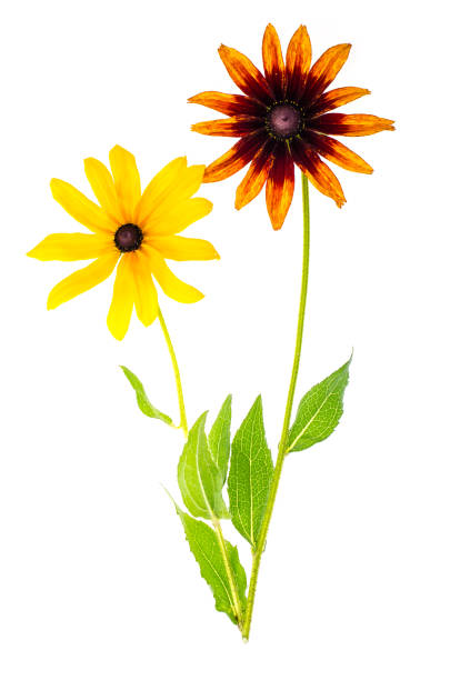 istock Yellow Rudbekka flowers on white background 1008039078
