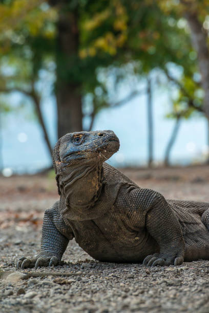 Komodo dragon (Komodo monitor) close-up