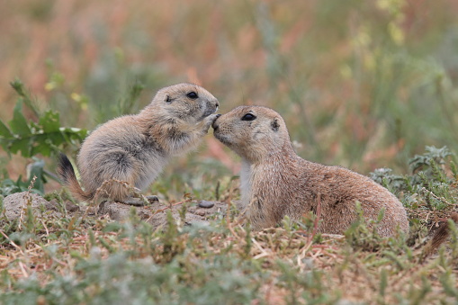 A prairie dog stands on its hind legs at its burrow in the flowery prairie in Badlands National Park, South Dakota.