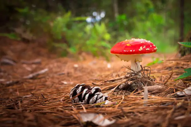 Mushroom Amanita muscaria over a path into the forest in Campos do Jordao, Sao Paulo, Brazil. With red top and a pine cone