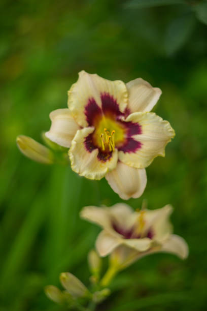 istock Lily blooming on a summer day. Selective soft focus, shallow depth of field. 1008052584
