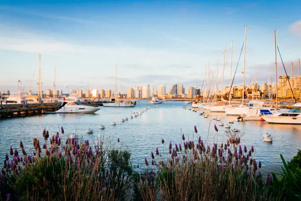 Photo of Punta del Este pier with lavender flowers in the foreground and boats and yachts in the background in the afternoon, with cityscape. Uruguay