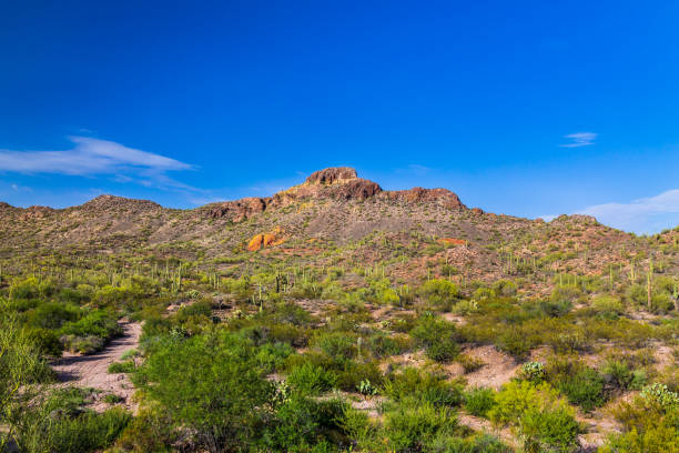 sonora-wüste in arizona. saguaro-kaktus und anderen einheimischen pflanzen im vordergrund mit sandigen feldweg; felsige berge, blauer himmel und wolkenfetzen im hintergrund. - sonora state stock-fotos und bilder