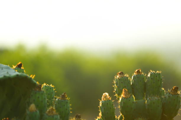 istock Unripe prickly pears with morning light washing out image 1008065082