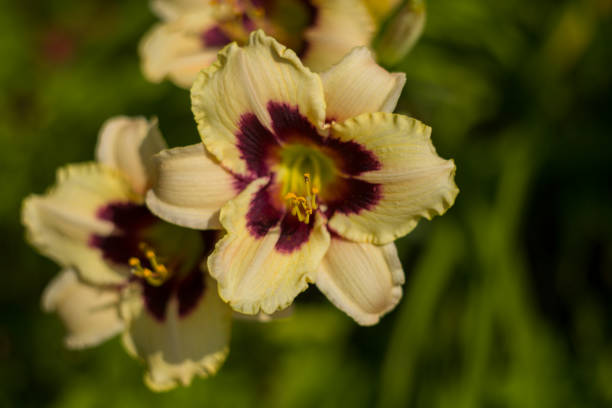 istock Lily blooming on a summer day. Selective soft focus, shallow depth of field. 1008067646