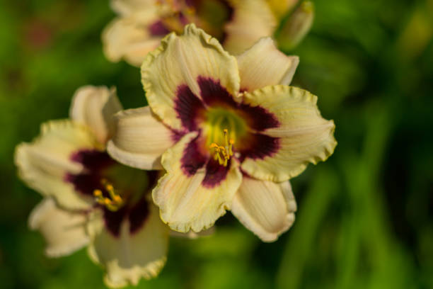 istock Lily blooming on a summer day. Selective soft focus, shallow depth of field. 1008067652