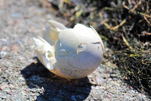istock Closeup of a broken egg on the ground 1008067798