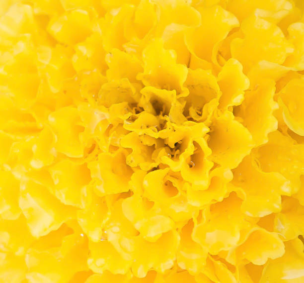 Yellow flower background stock photo