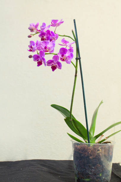 istock Beautiful rare orchid in pot on white background 1008073634