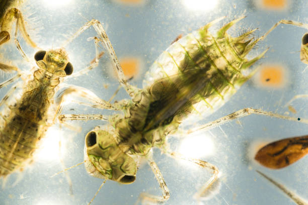 istock Dragonfly nymph in water studio shot 1008076348
