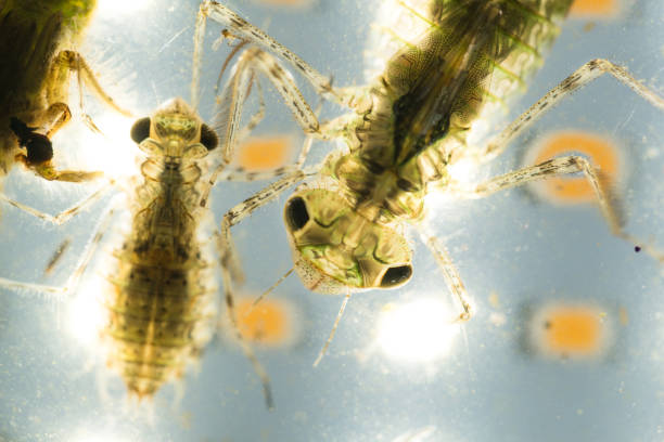 istock Dragonfly nymph in water studio shot 1008076392