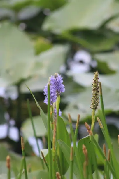 Beautiful, delicate purple flowers on the border of a lilypond