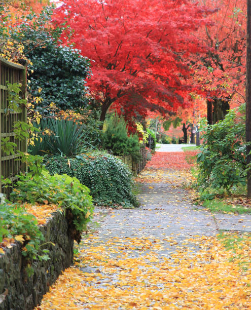 istock Autumn leaves in Seattle, WA, USA 1008079974