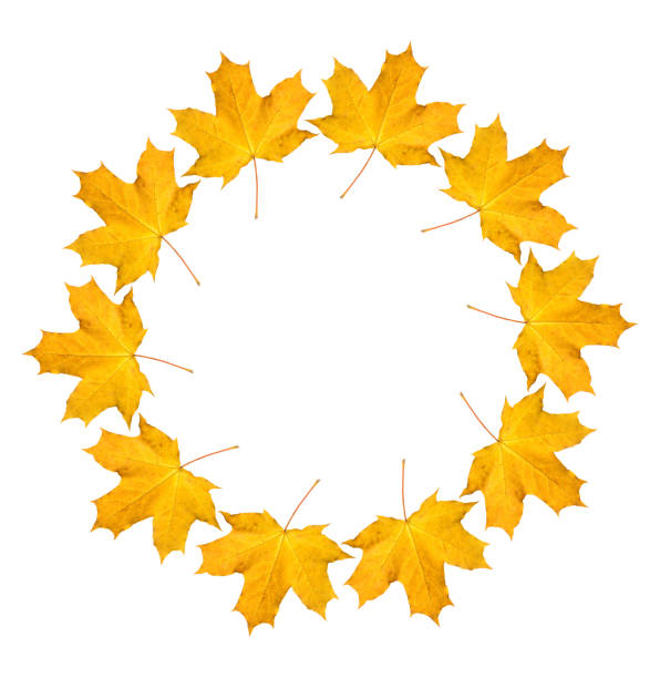 Wreath from dry orange maple leaves. Autumnal round frame on a white background