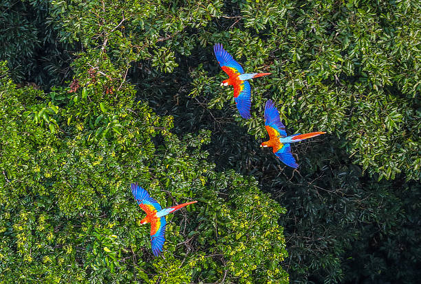 floresta amazônica - floresta pluvial - fotografias e filmes do acervo