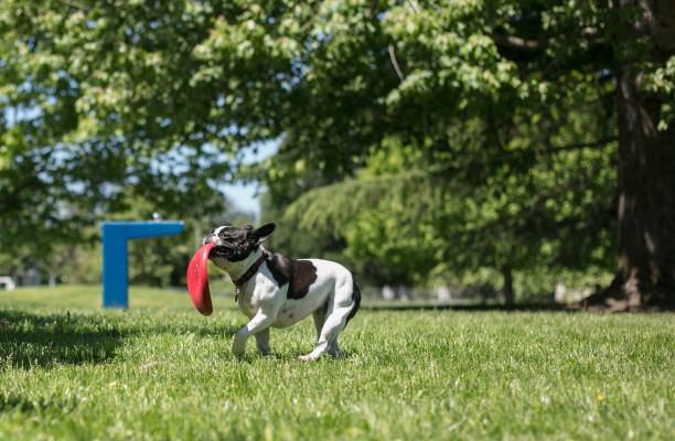 istock mixed french bull dog 1008095934