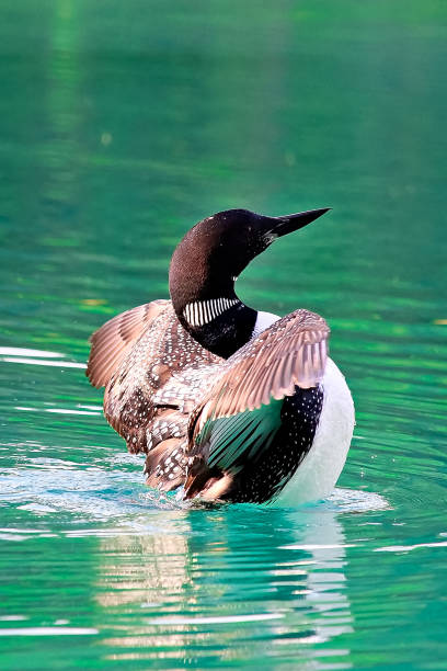 istock Closeup view of a common loon breaching the water 1008096584