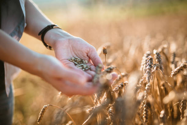 istock Agricultural technologist in the wheat field 1008096812
