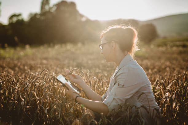 Woman examining in the field Woman scientist examining the harvest agricultural science stock pictures, royalty-free photos & images