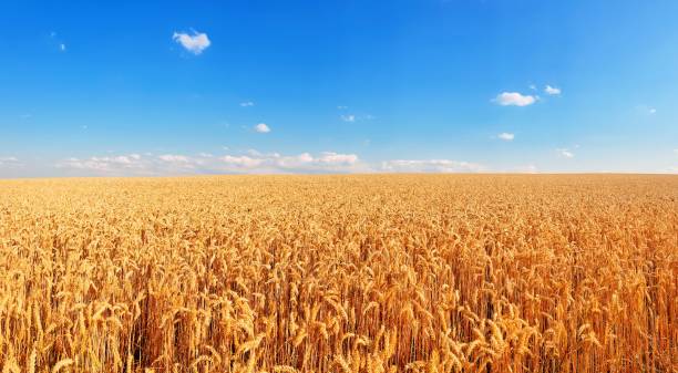 istock scenic panorama view of natural landscape under a cloudy sky 1008099246