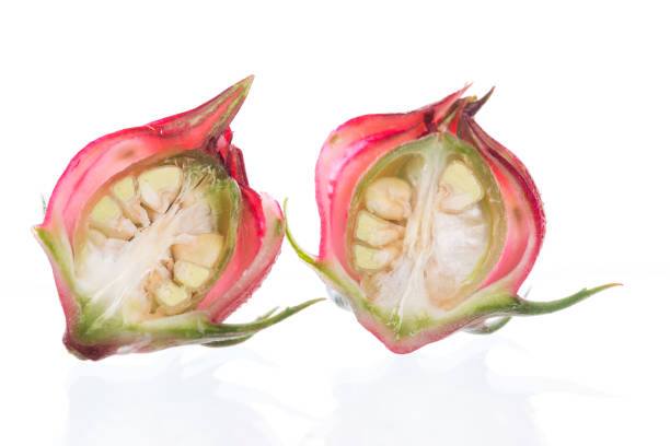 Hibiscus sabdariffa or roselle fruits isolated on white background