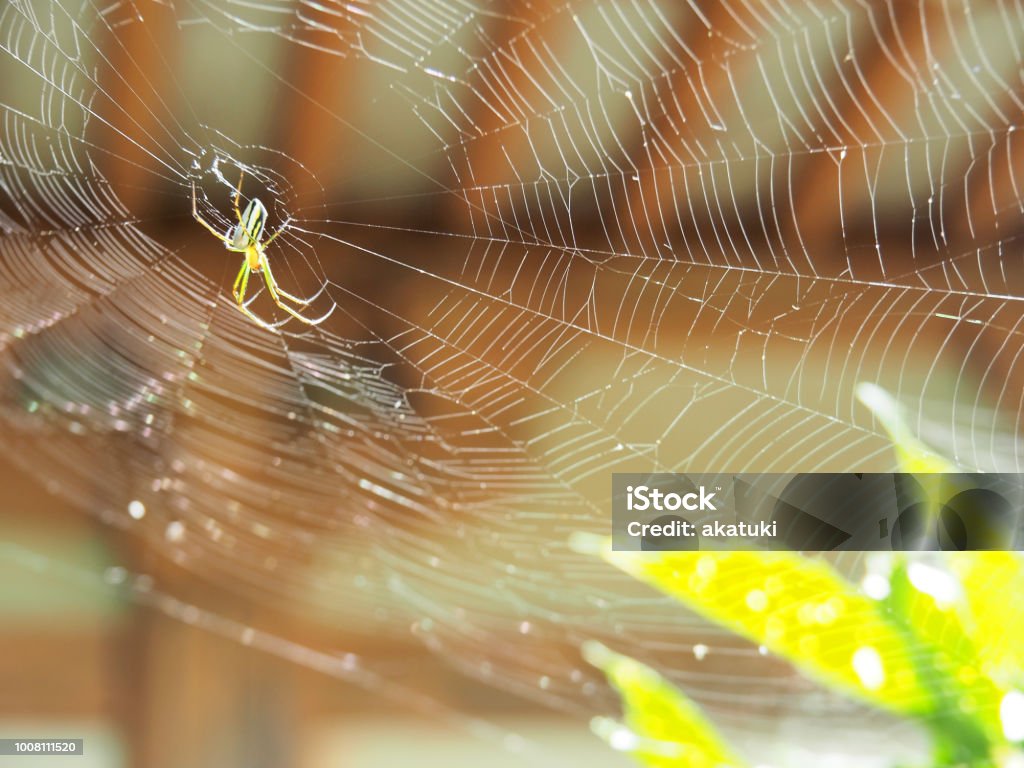 A spider making a beautiful nest It is a spider that creates a beautiful nest. Advertisement Stock Photo