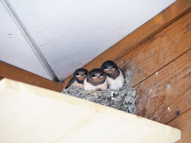istock A swallow's child waiting for parents 1008113378