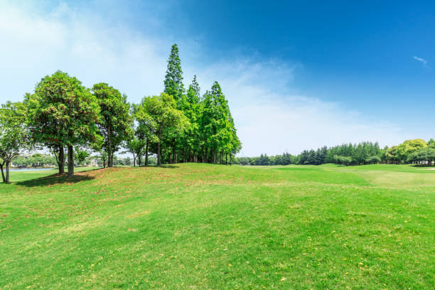 istock Green grass and trees scenery in summer 1008118542