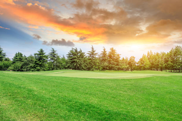 istock Green grass and trees scenery in summer 1008118654