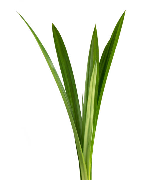 istock fresh green pandan screwpine leaves isolated on white background 1008118834