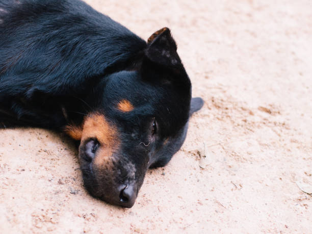 istock My Cute Black Dog 1008122060