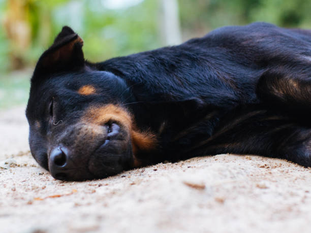 istock My Cute Black Dog 1008123958