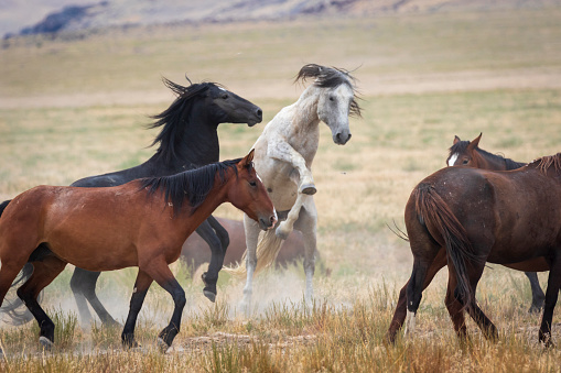 Wild Mustang herds in the Onaqui Mountains Wild Horse Herd Area near the Pony Express Trail in Tooele County, Utah