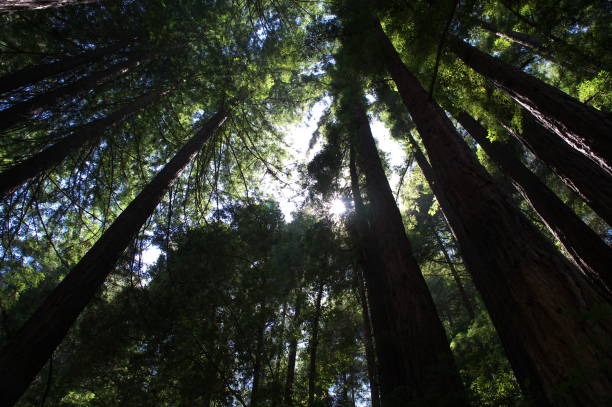 istock Redwood Forest in Santa Cruz Mountain 1008144432