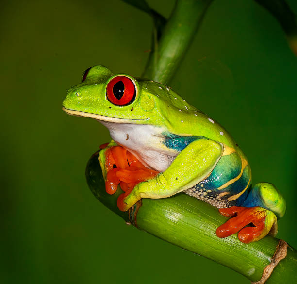 istock South American reptiles 1008146980