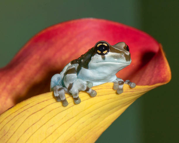 istock South American reptiles 1008149370