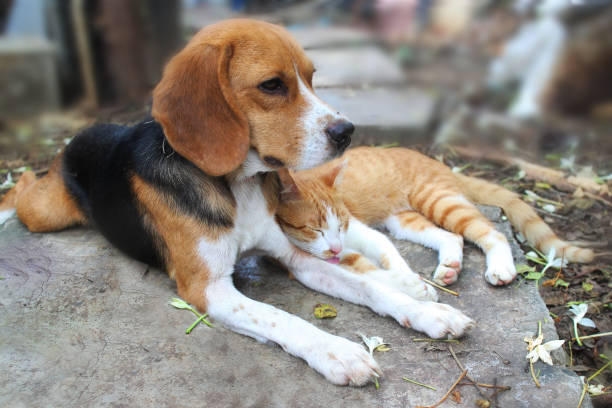 istock Beagle dog and brown cat lying together on the footpath. 1008149436
