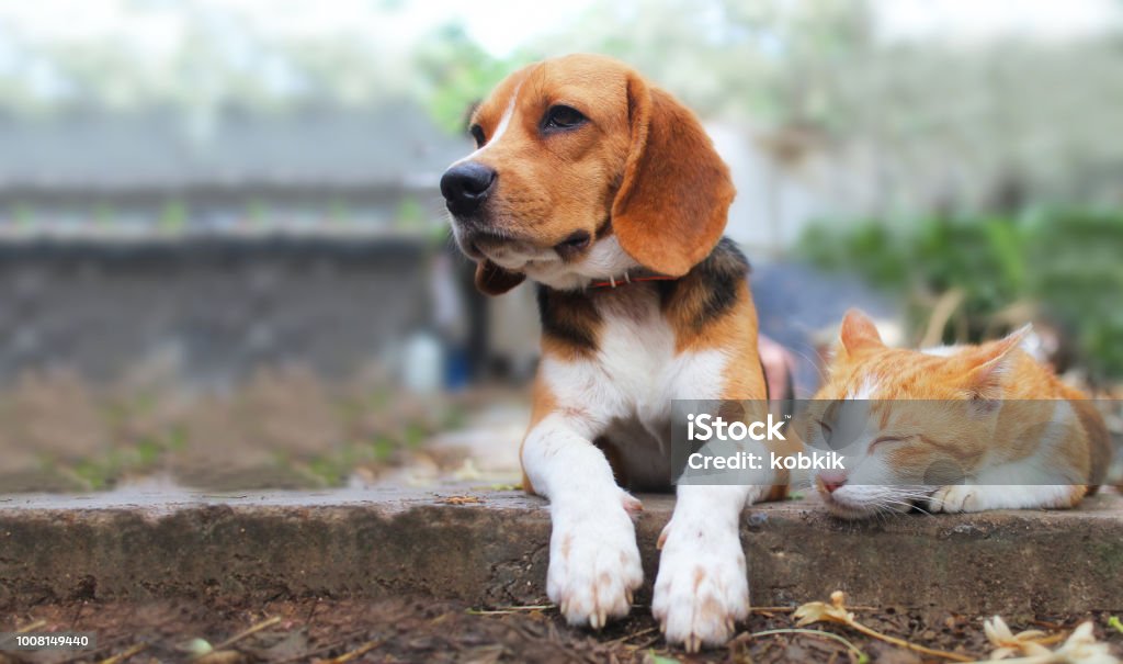 Beagle dog and brown cat lying together on the footpath. Beagle dog and brown cat lying together on the footpath outdoor in the park. Domestic Cat Stock Photo