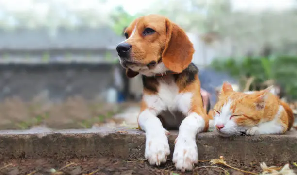 Photo of Beagle dog and brown cat lying together on the footpath.