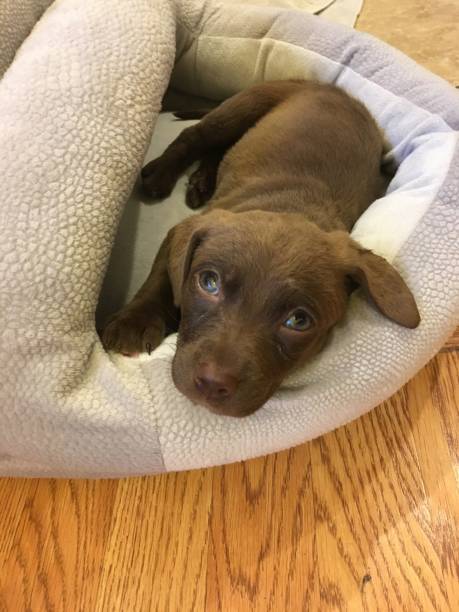 istock puppy dog eye 1008151986