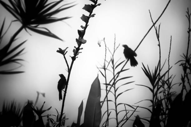 istock Two Birds in Silhouette Among Jungle Plants in Black and White 1008154748