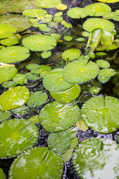 istock Vertical image of pond full of lily pads 1008154806