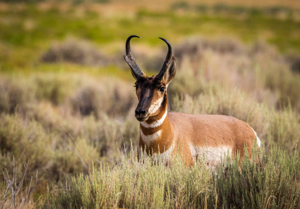 Pronghorn grazing at Utah's Great Basin.