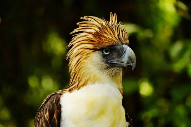 Philippine eagle