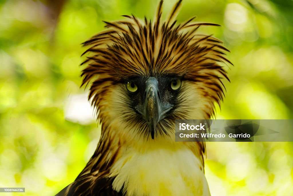 Philippine Eagle Philippine eagle Philippine Eagle Stock Photo