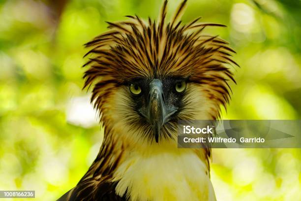 Philippine Eagle Stock Photo - Download Image Now - Philippine Eagle, Eagle - Bird, Philippines